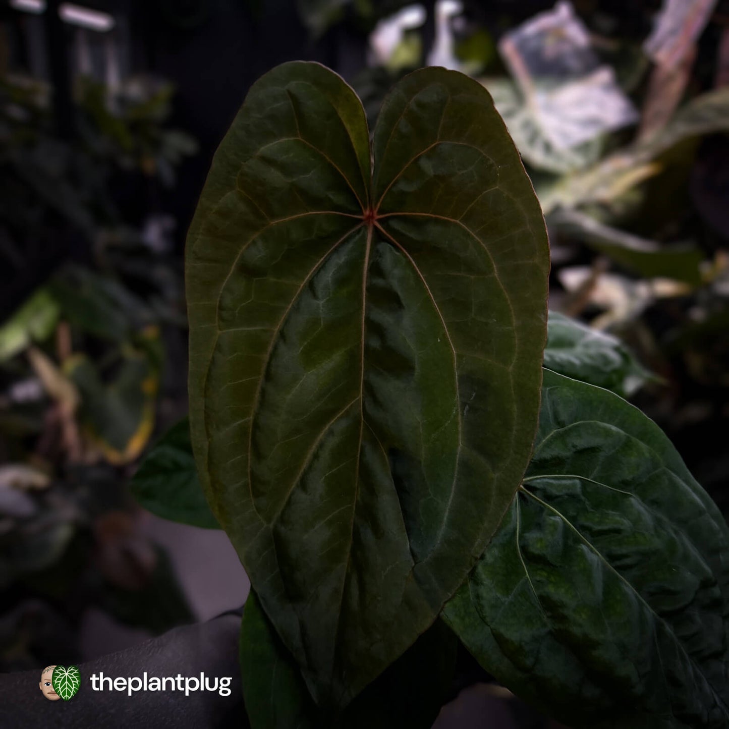 Anthurium 'Red Dark Phoenix' x ('Ace of Spades' x antolakii') • select holdback