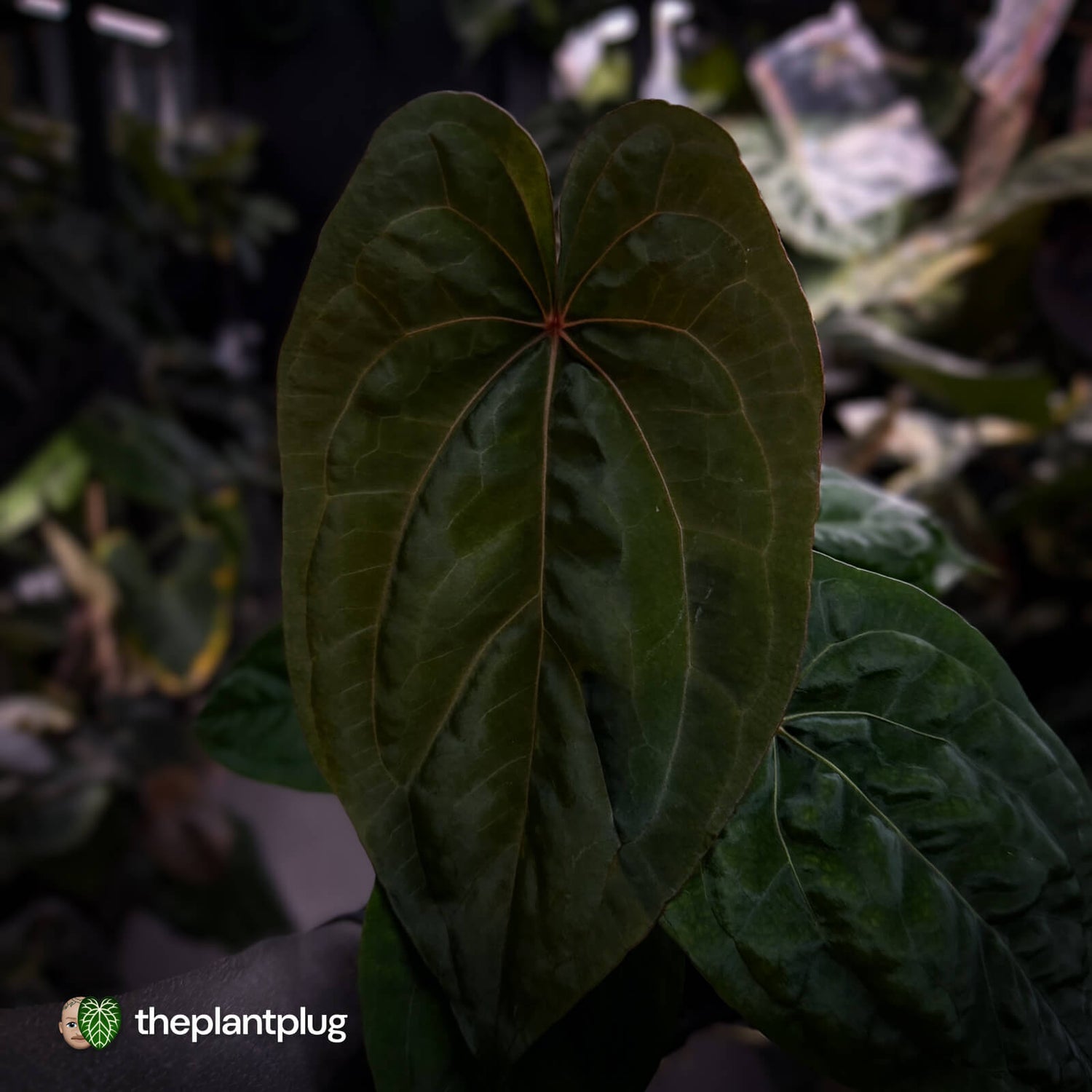 Anthurium 'Red Dark Phoenix' x ('Ace of Spades' x antolakii') • select holdback