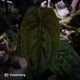 Anthurium 'Red Dark Phoenix' x ('Ace of Spades' x antolakii') • select holdback