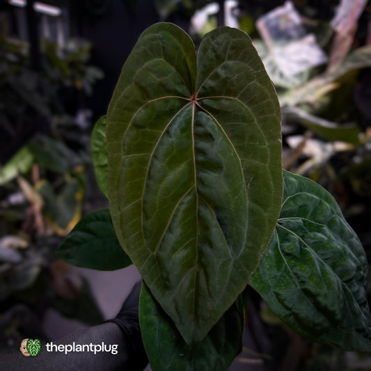 Anthurium 'Red Dark Phoenix' x ('Ace of Spades' x antolakii') • select holdback