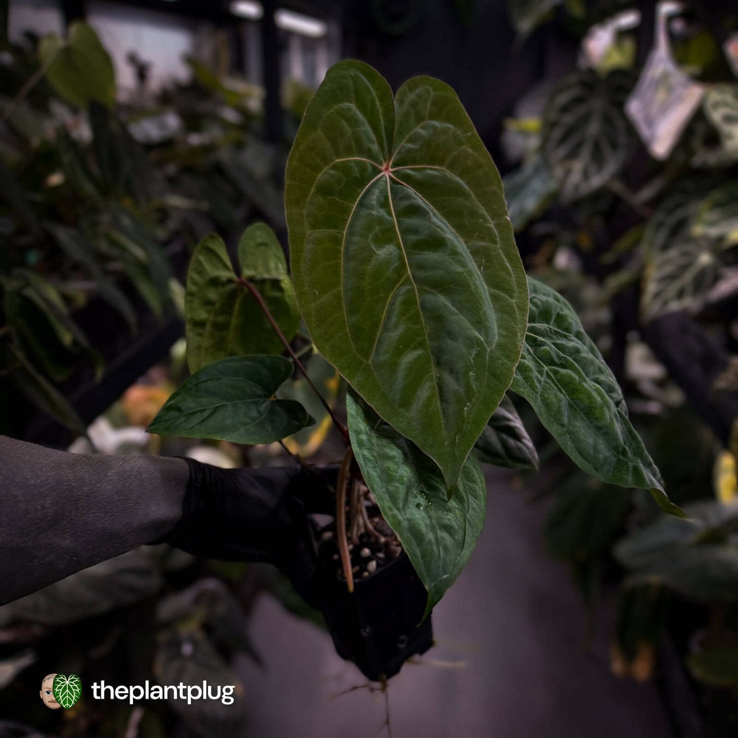 Anthurium 'Red Dark Phoenix' x ('Ace of Spades' x antolakii') • select holdback