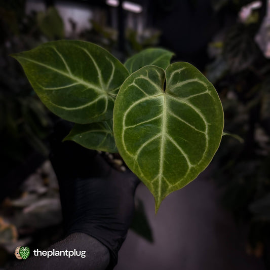 Anthurium 'Dorayaki Silver' x besseae aff