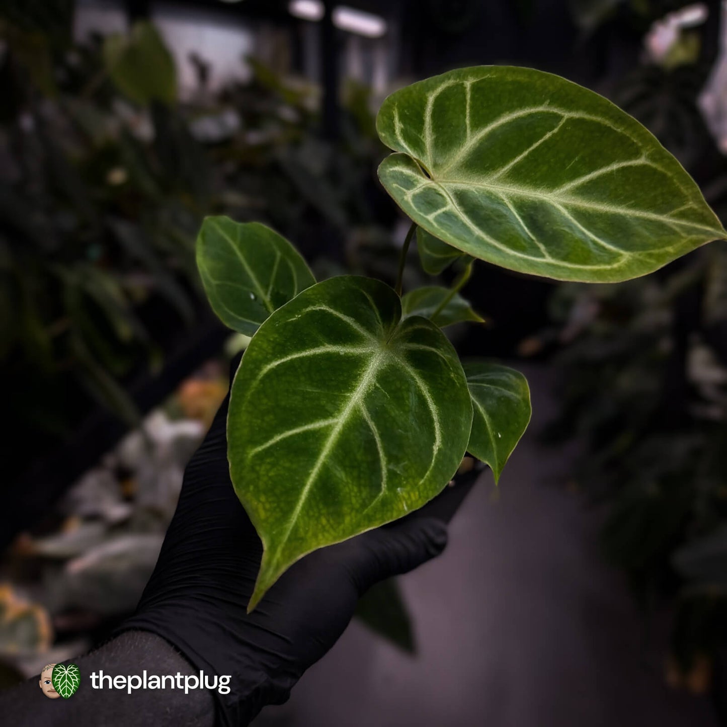 Anthurium 'Dorayaki Silver' x besseae aff
