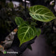 Anthurium 'Dorayaki Silver' x besseae aff