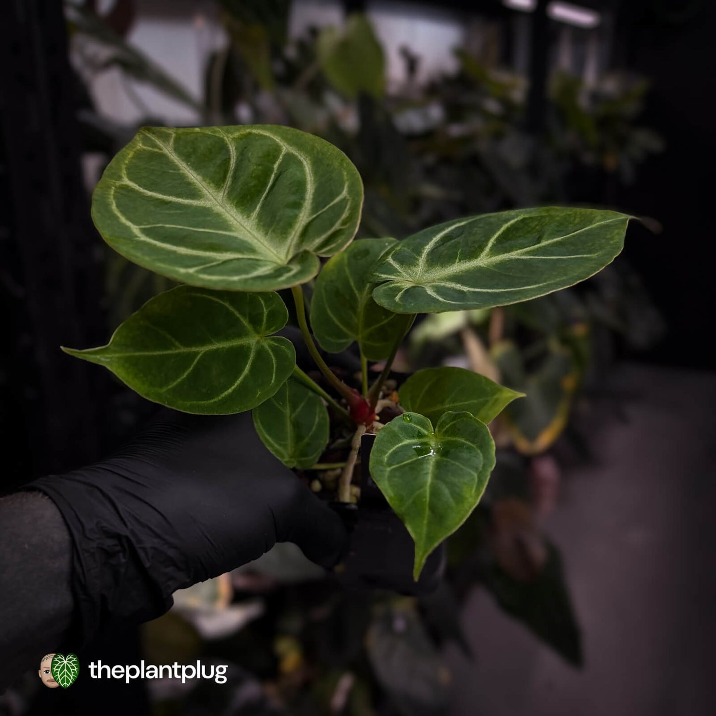 Anthurium 'Dorayaki Silver' x besseae aff