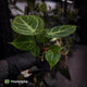 Anthurium 'Dorayaki Silver' x besseae aff