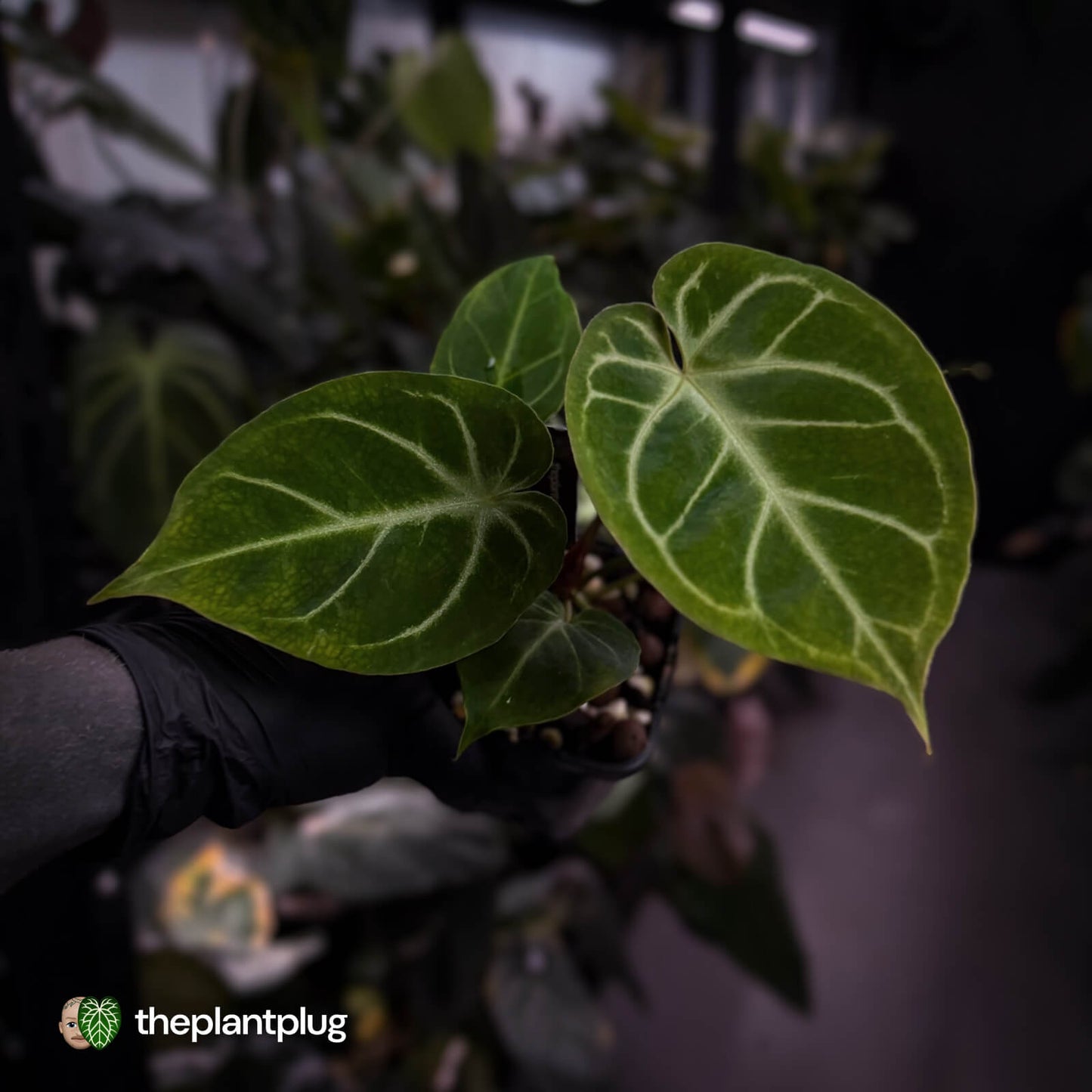 Anthurium 'Dorayaki Silver' x besseae aff