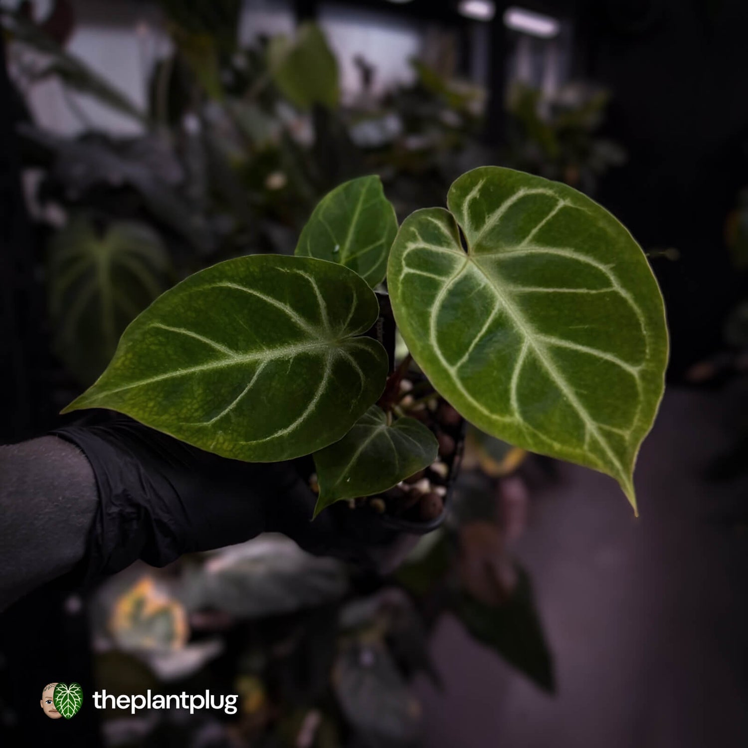 Anthurium 'Dorayaki Silver' x besseae aff