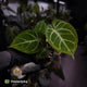 Anthurium 'Dorayaki Silver' x besseae aff