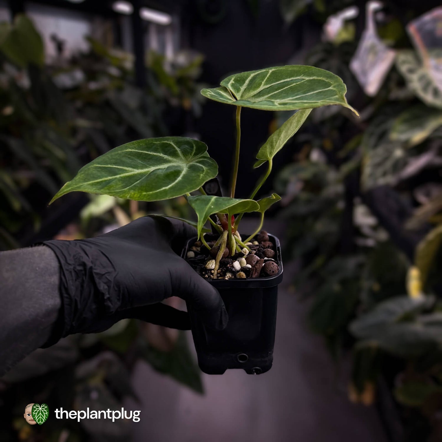 Anthurium 'Dorayaki Silver' x besseae aff