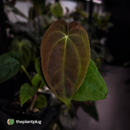 Anthurium 'Scarlet Moon' x (antolakii 'Felix' x kunayalense)