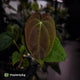 Anthurium 'Scarlet Moon' x (antolakii 'Felix' x kunayalense)