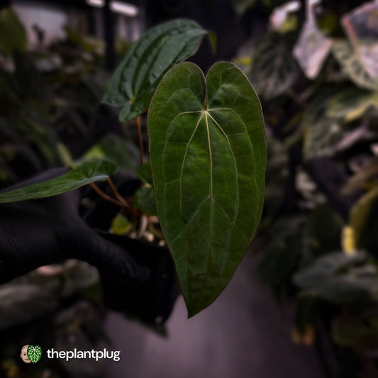 Anthurium (dressleri 'RG' x carlablackiae 'Amanda') x 'RDP'