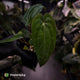Anthurium (dressleri 'RG' x carlablackiae 'Amanda') x 'RDP'