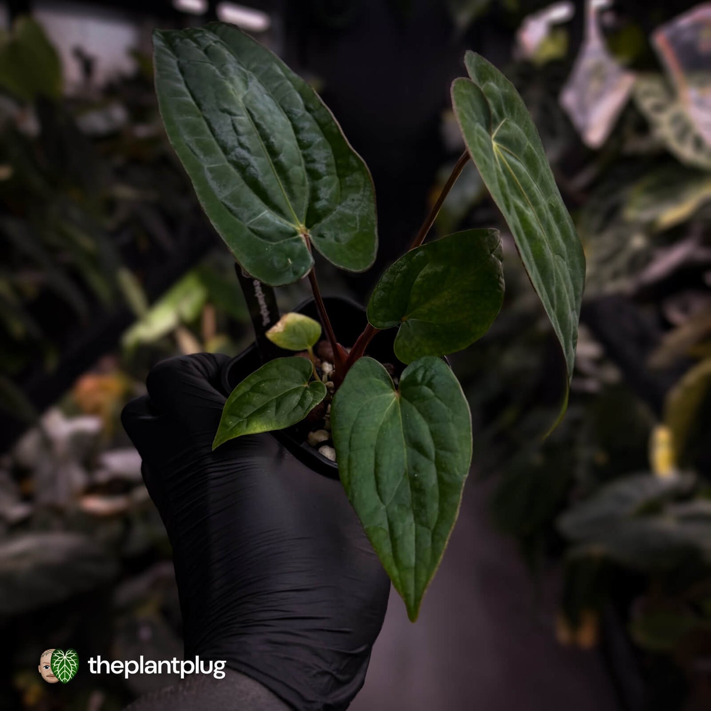 Anthurium (dressleri 'RG' x carlablackiae 'Amanda') x 'RDP'