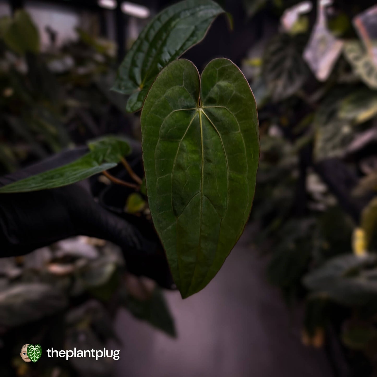 Anthurium (dressleri 'RG' x carlablackiae 'Amanda') x 'RDP'