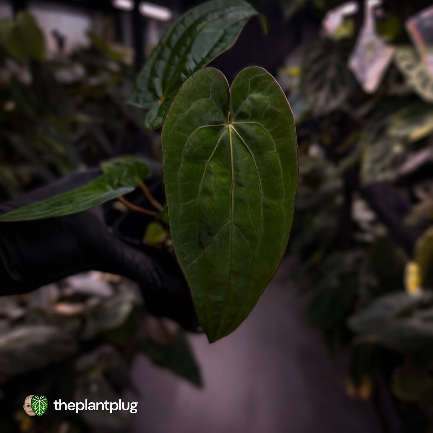 Anthurium (dressleri 'RG' x carlablackiae 'Amanda') x 'RDP'