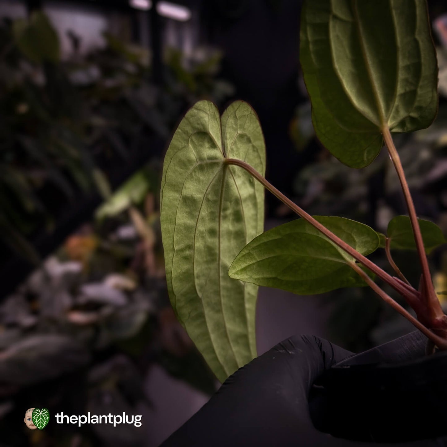 Anthurium (dressleri 'RG' x carlablackiae 'Amanda') x 'RDP'