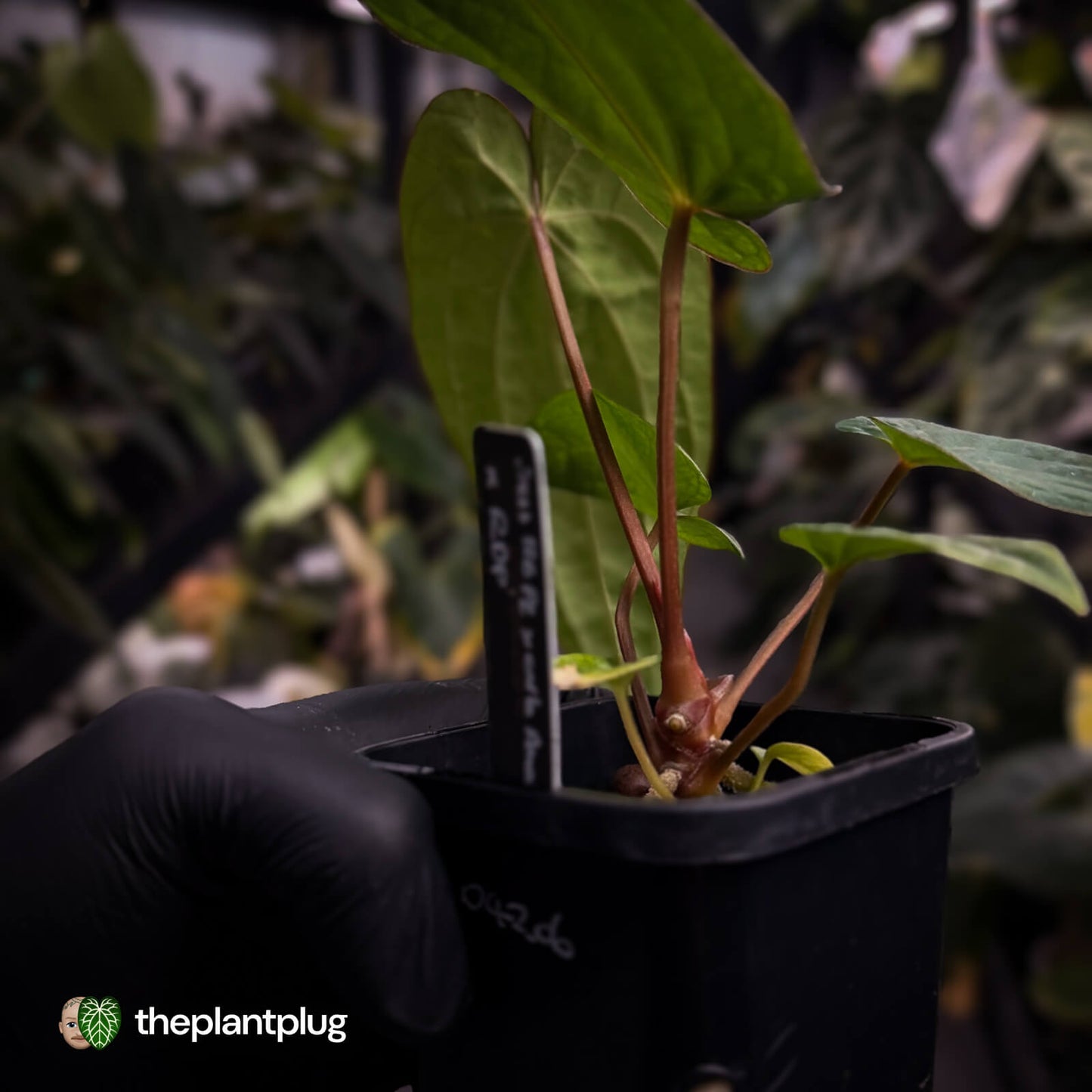 Anthurium (dressleri 'RG' x carlablackiae 'Amanda') x 'RDP'