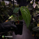 Anthurium (dressleri 'RG' x carlablackiae 'Amanda') x 'RDP'
