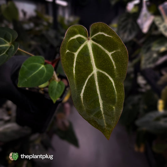 Anthurium carlablackiae x ('Black Widow' x 'Michelle)