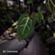 Anthurium carlablackiae x ('Black Widow' x 'Michelle)