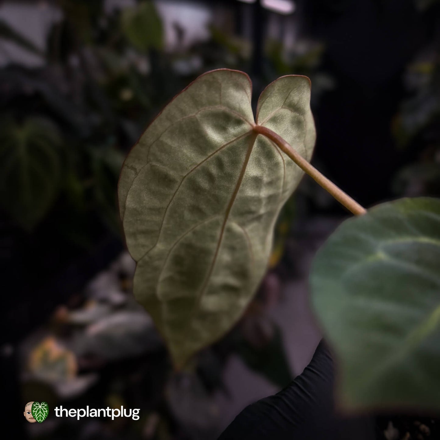 Anthurium carlablackiae x ('Black Widow' x 'Michelle)