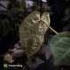 Anthurium carlablackiae x ('Black Widow' x 'Michelle)