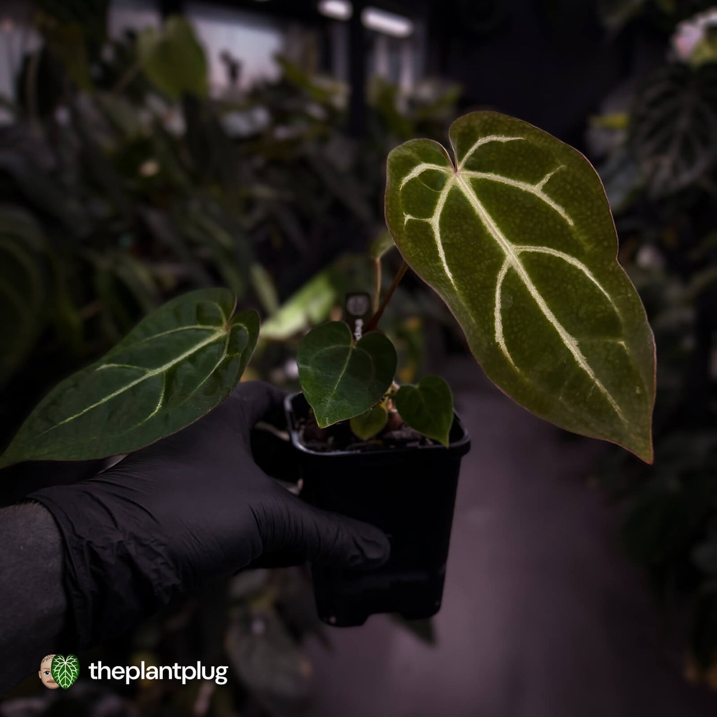 Anthurium carlablackiae x ('Black Widow' x 'Michelle)
