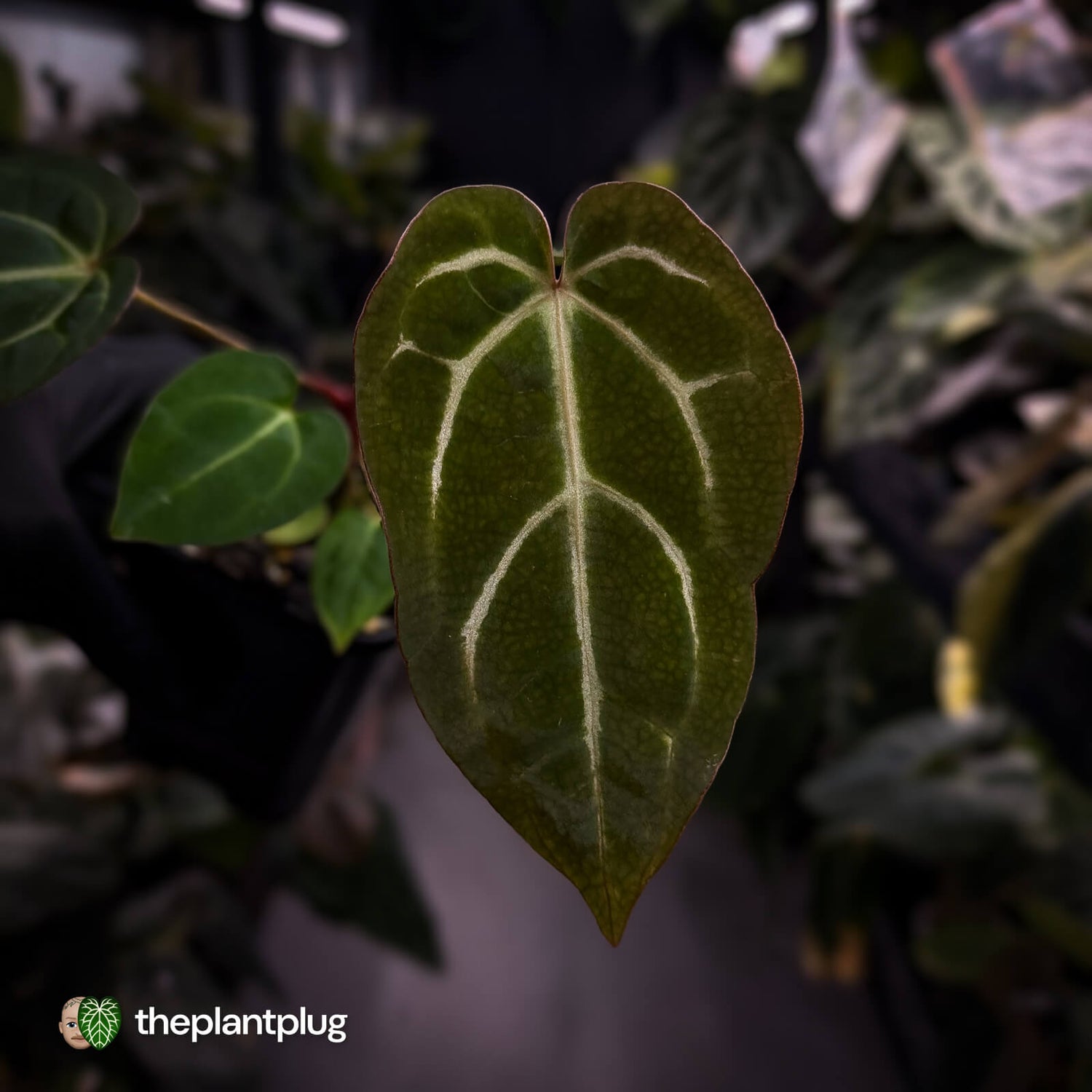 Anthurium carlablackiae x ('Black Widow' x 'Michelle)