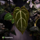 Anthurium carlablackiae x ('Black Widow' x 'Michelle)