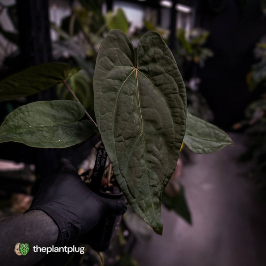 Anthurium NOID? • purple veins