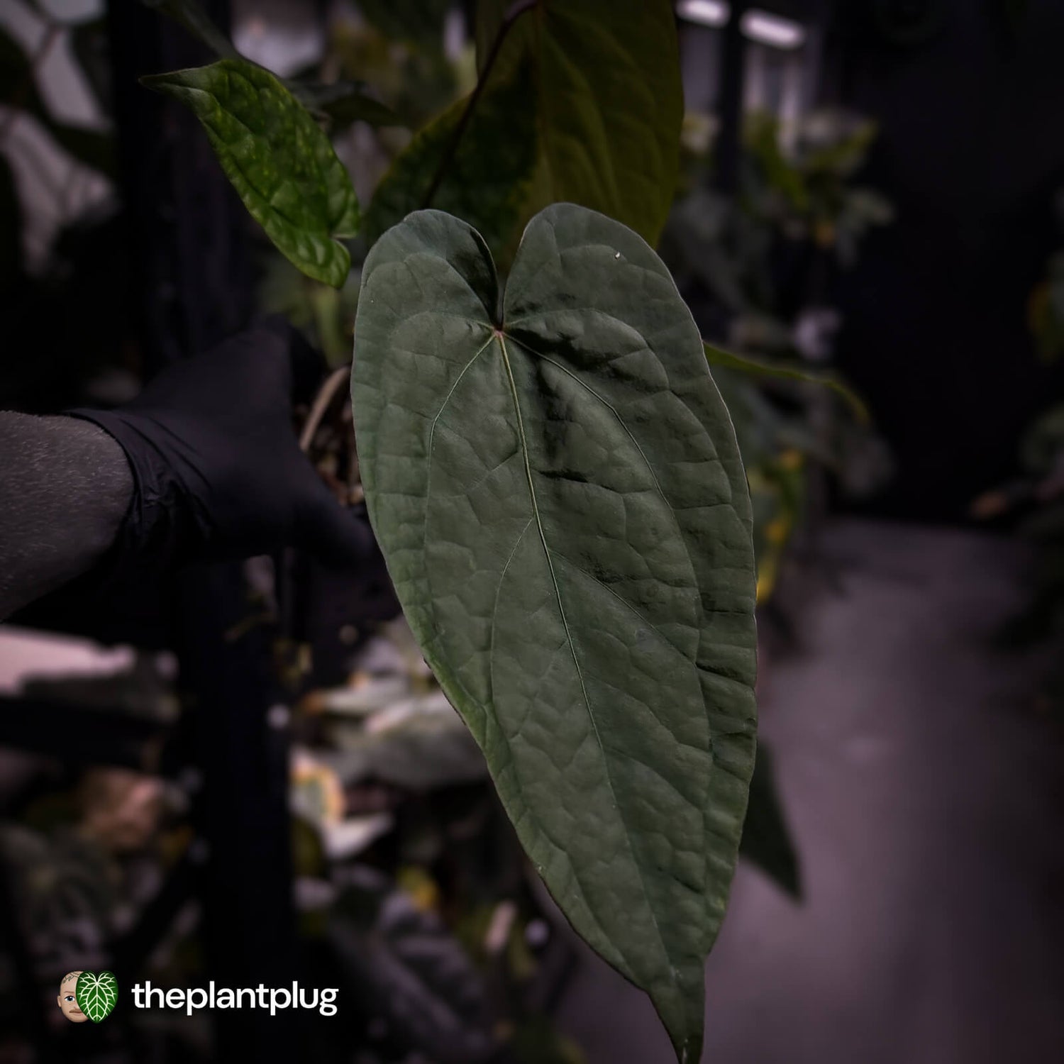Anthurium NOID? • purple veins