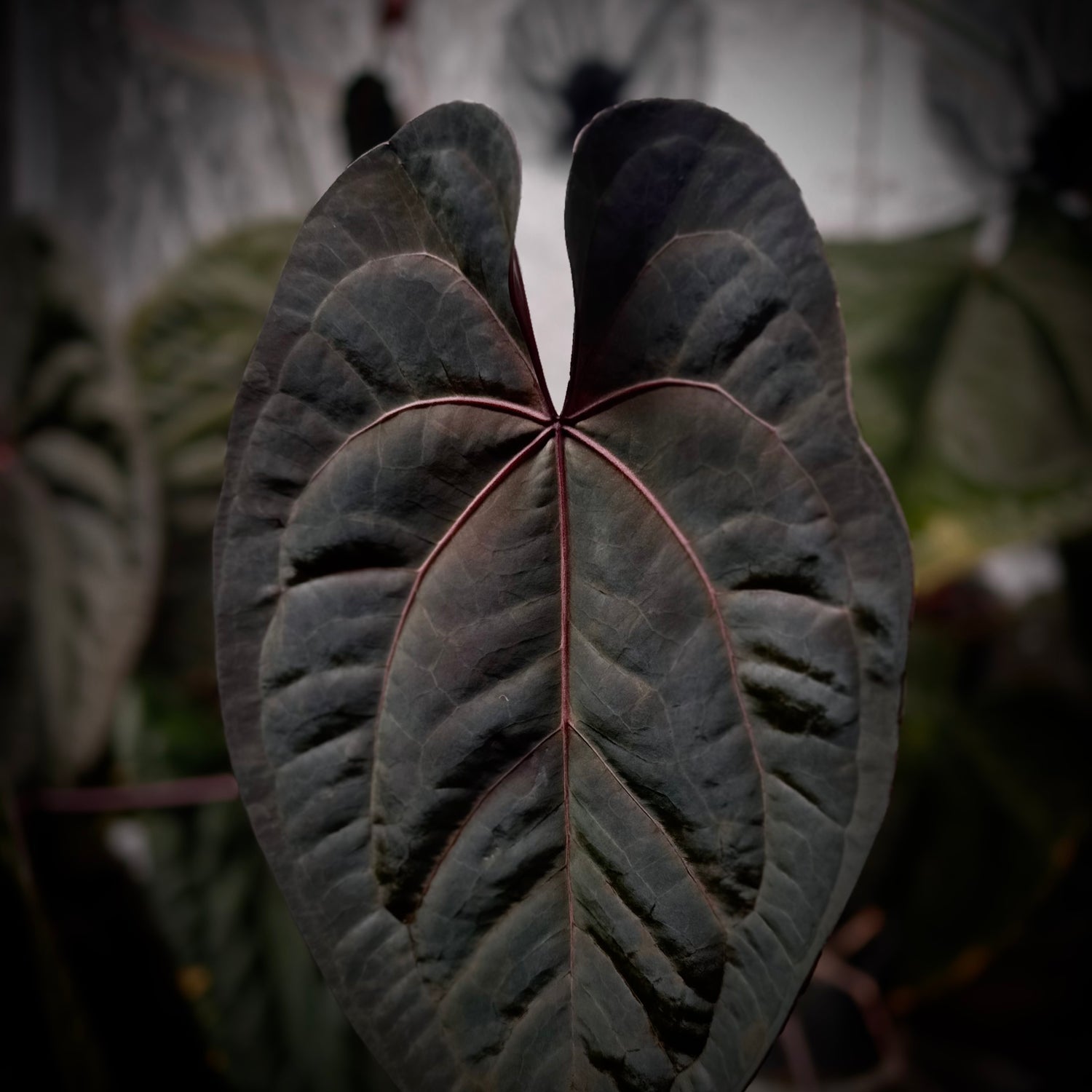 Anthurium 'Ace of Spades Dark Form' (ex. SKG)