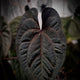Anthurium 'Ace of Spades Dark Form' (ex. SKG)