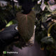 Anthurium 'Blood Eagle' • clone