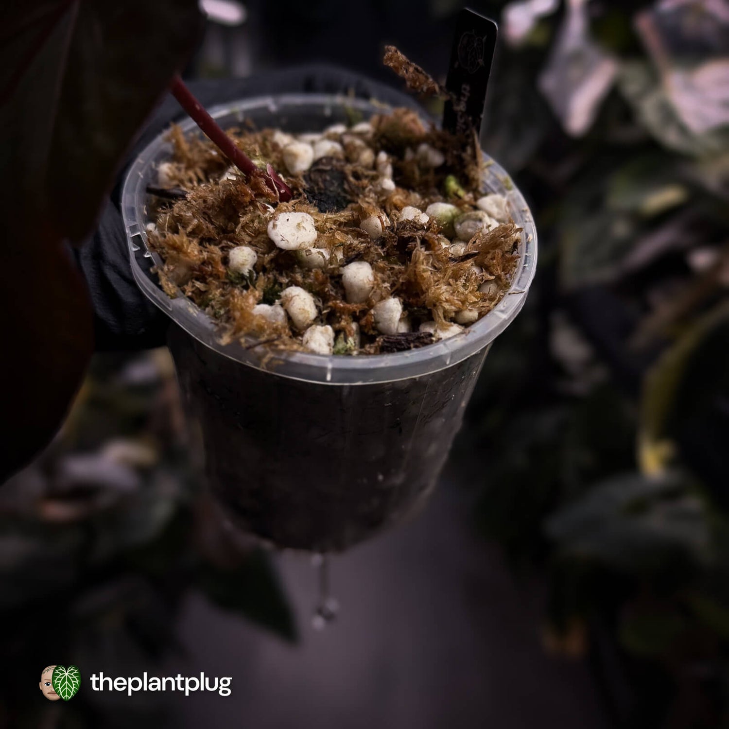 Anthurium 'Blood Eagle' • clone