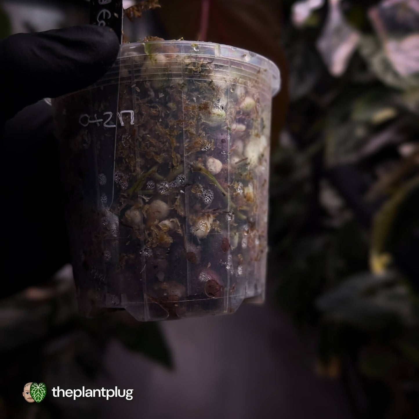 Anthurium 'Blood Eagle' • clone