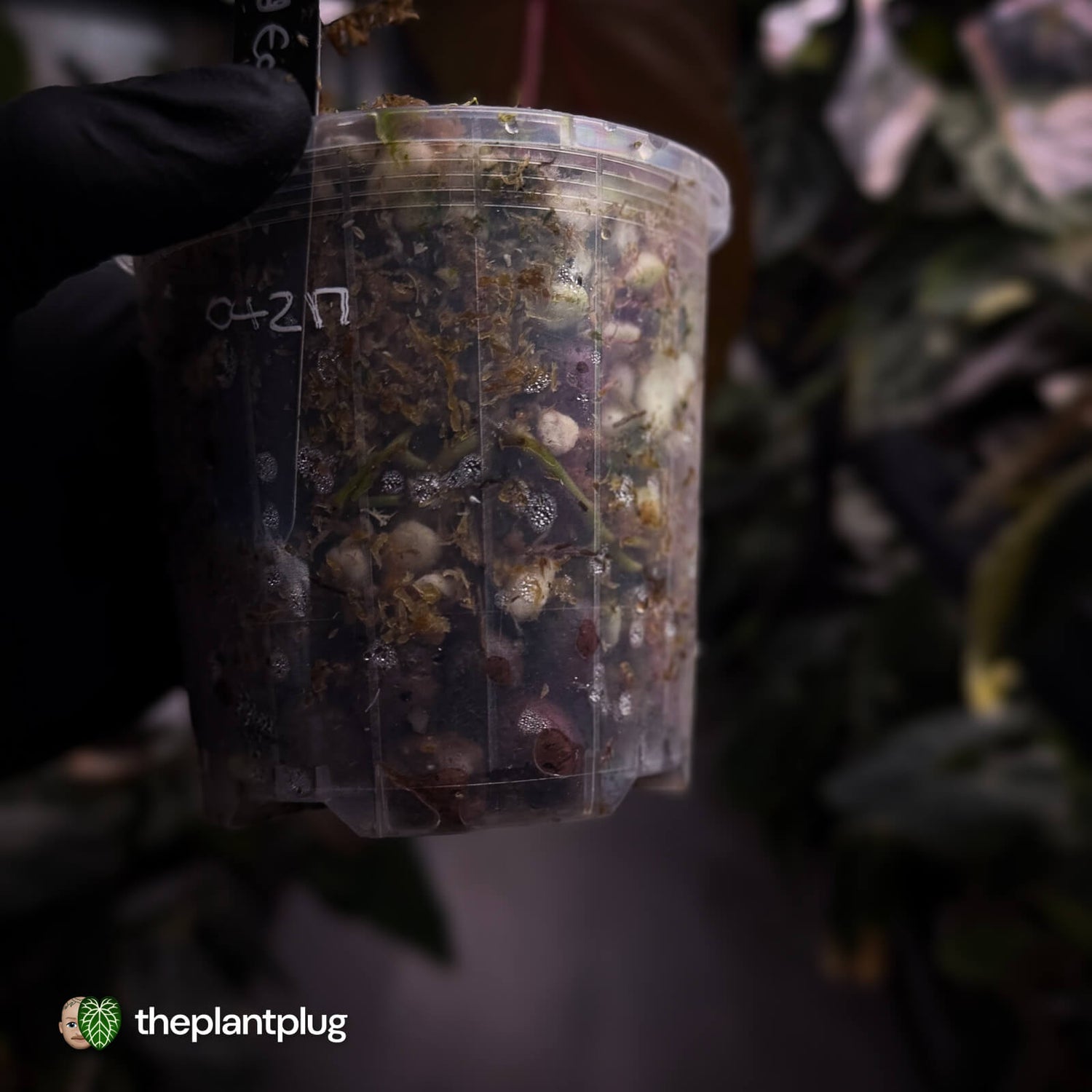 Anthurium 'Blood Eagle' • clone