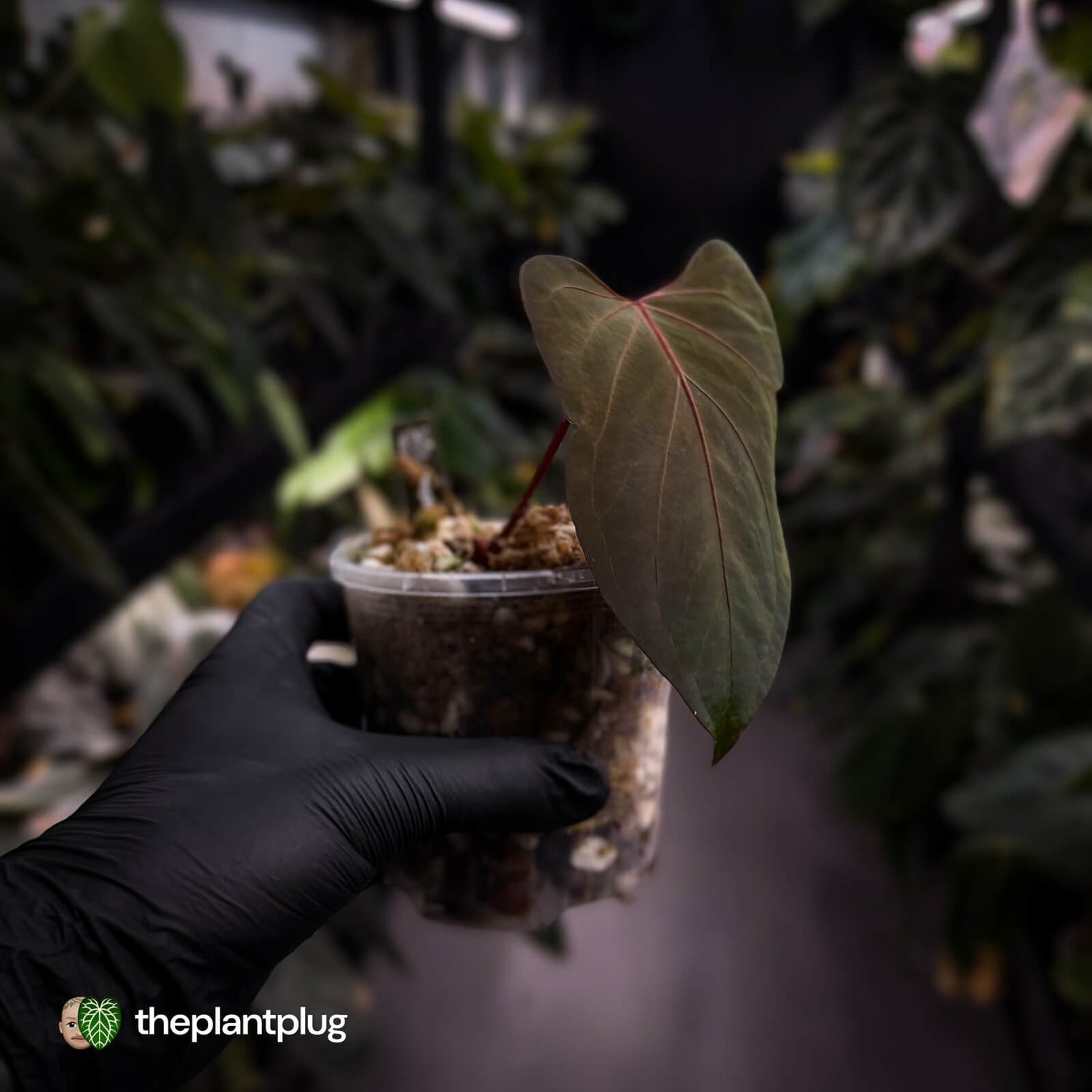 Anthurium 'Blood Eagle' • clone
