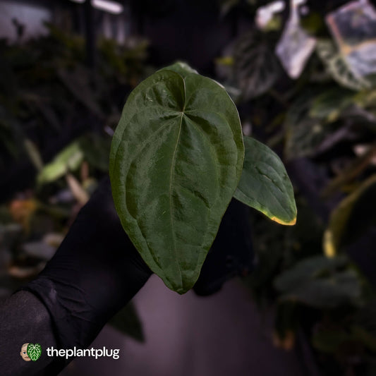 Anthurium dressleri ('MP' x 'LAS')