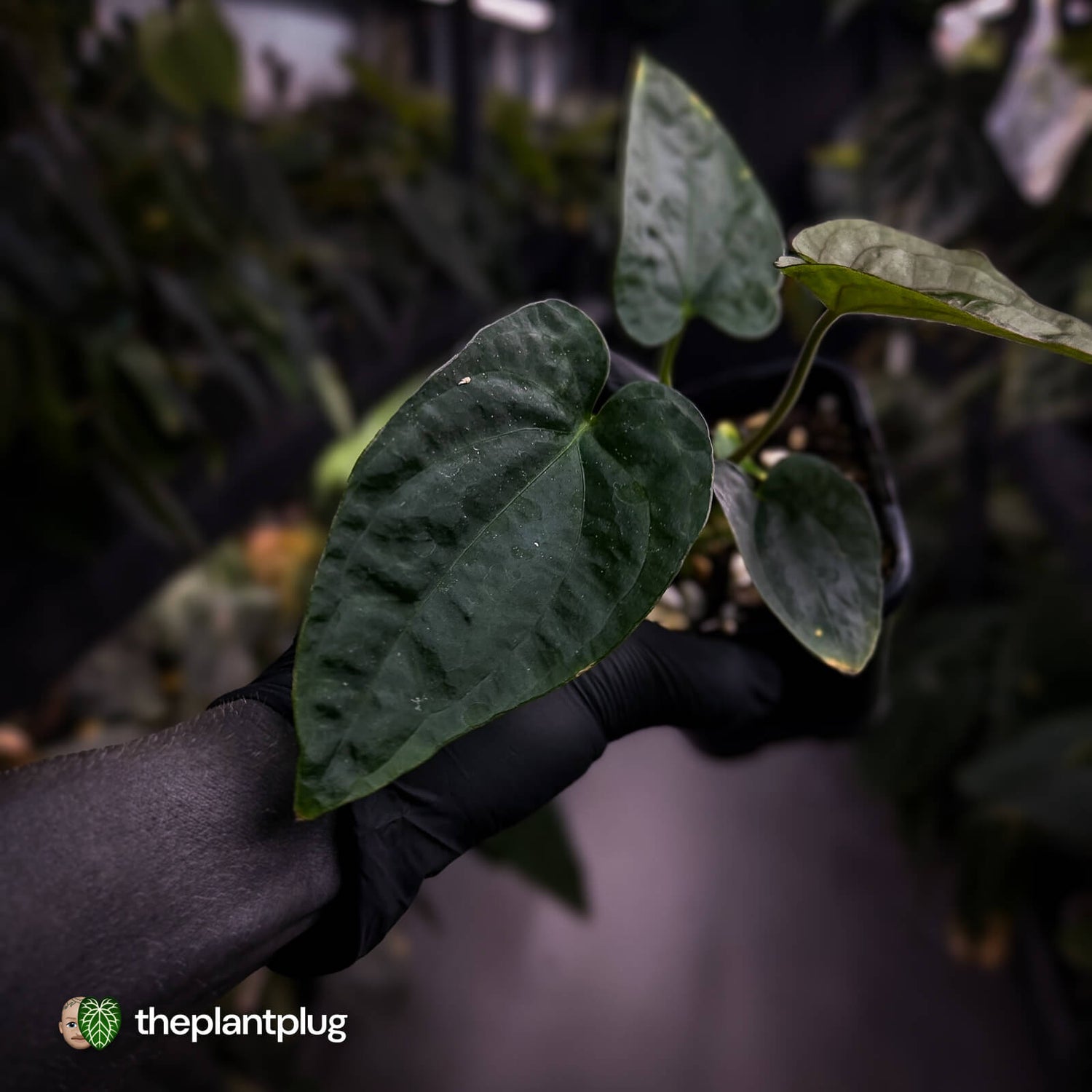 Anthurium dressleri ('MP' x 'LAS')