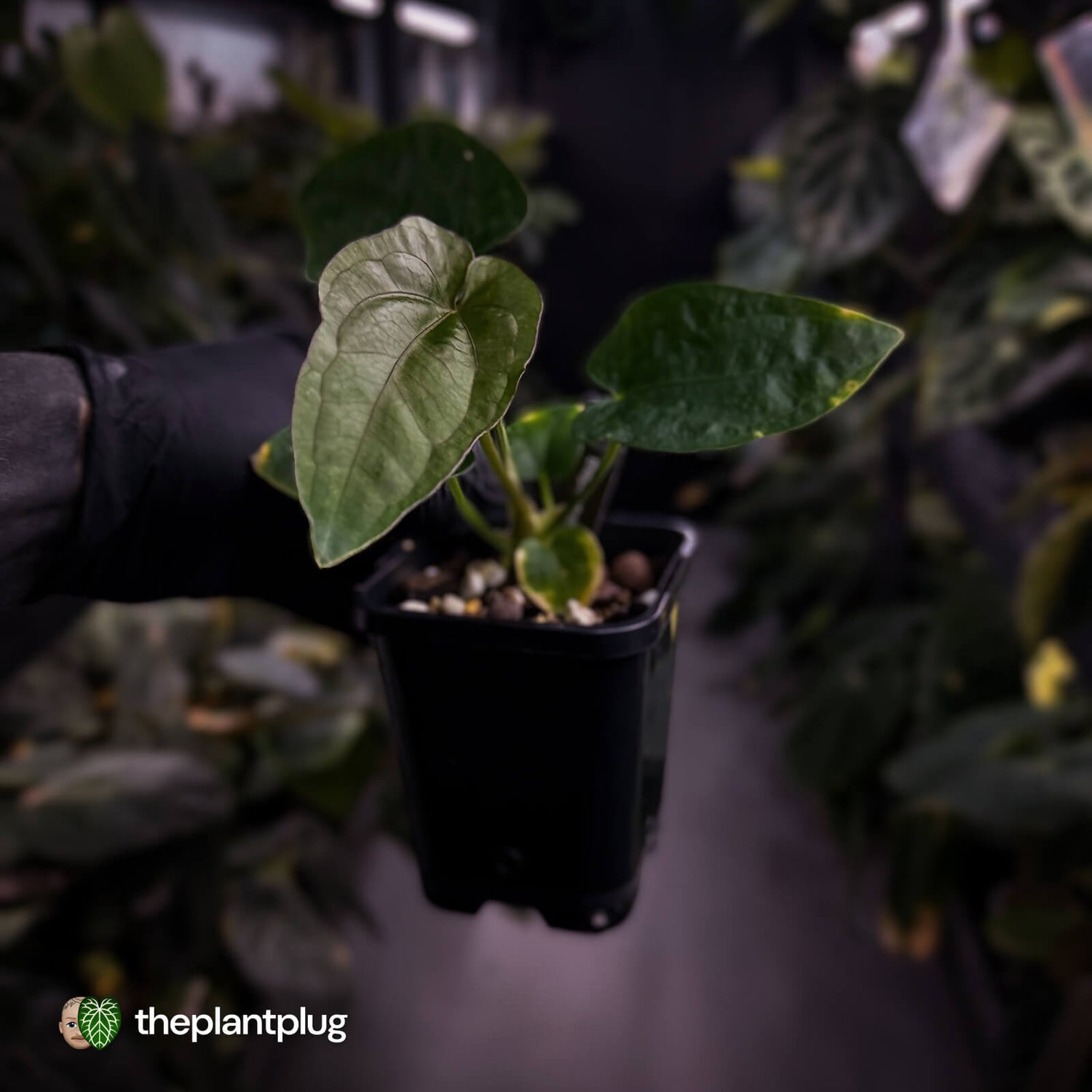 Anthurium dressleri ('MP' x 'LAS')