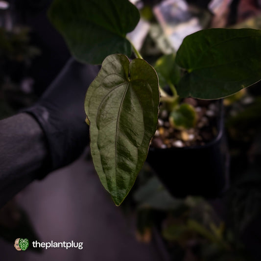 Anthurium dressleri ('MP' x 'LAS')