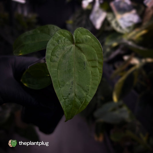 Anthurium dressleri ('MP' x 'LAS')