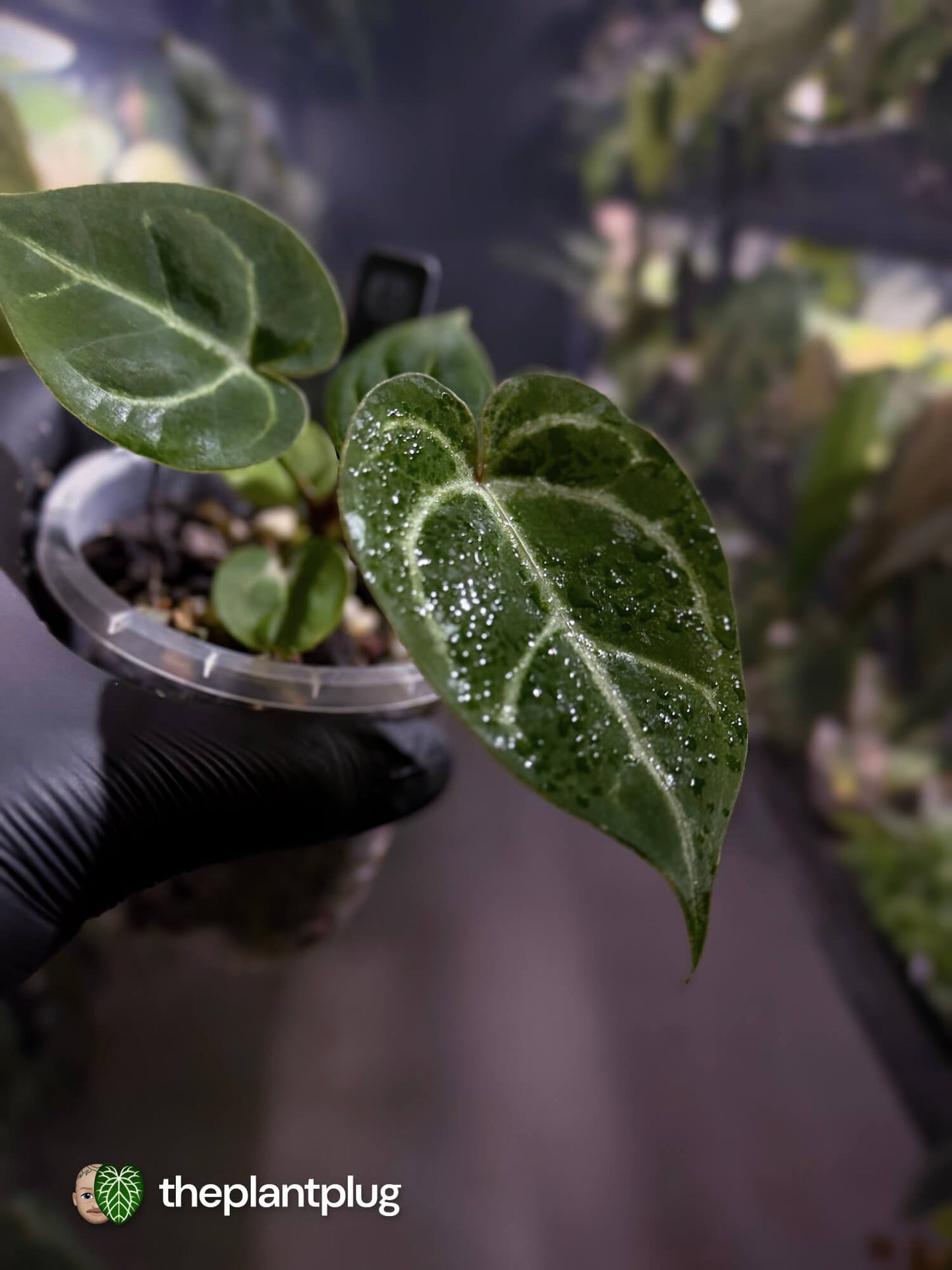 Anthurium 'Dorayaki Silver' x #WaddleNoid ✨
