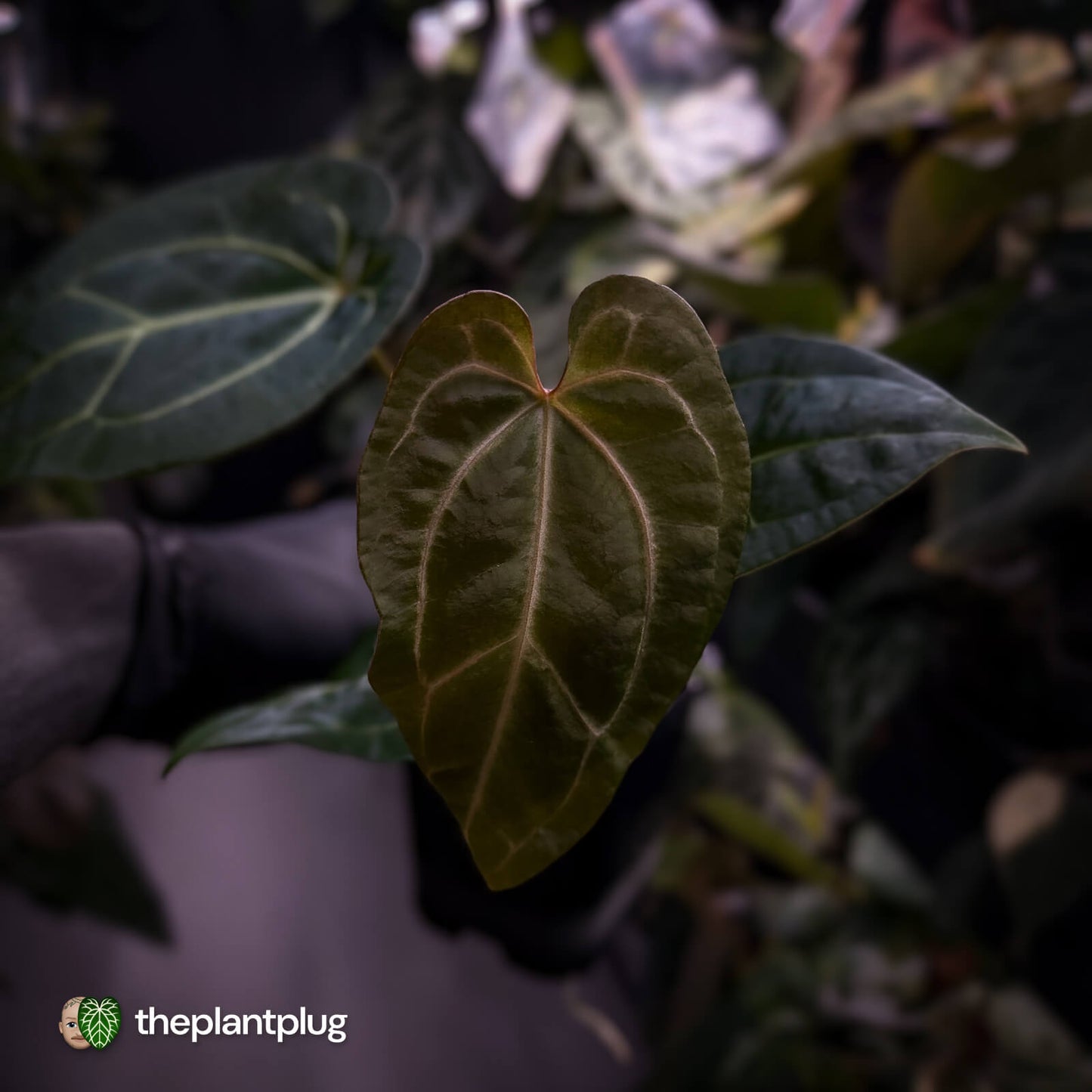 Anthurium (regale x 'SKG hybrid') x besseae aff
