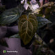 Anthurium (regale x 'SKG hybrid') x besseae aff