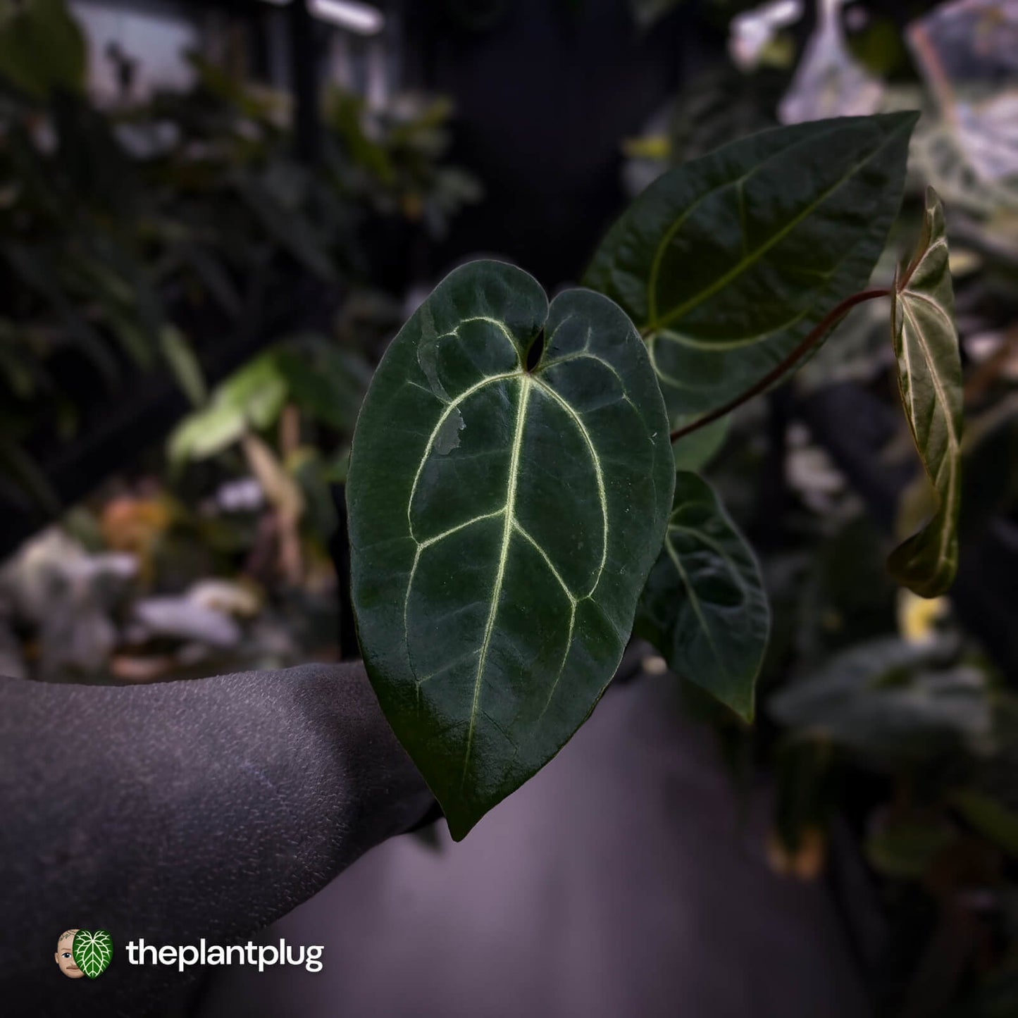 Anthurium (regale x 'SKG hybrid') x besseae aff