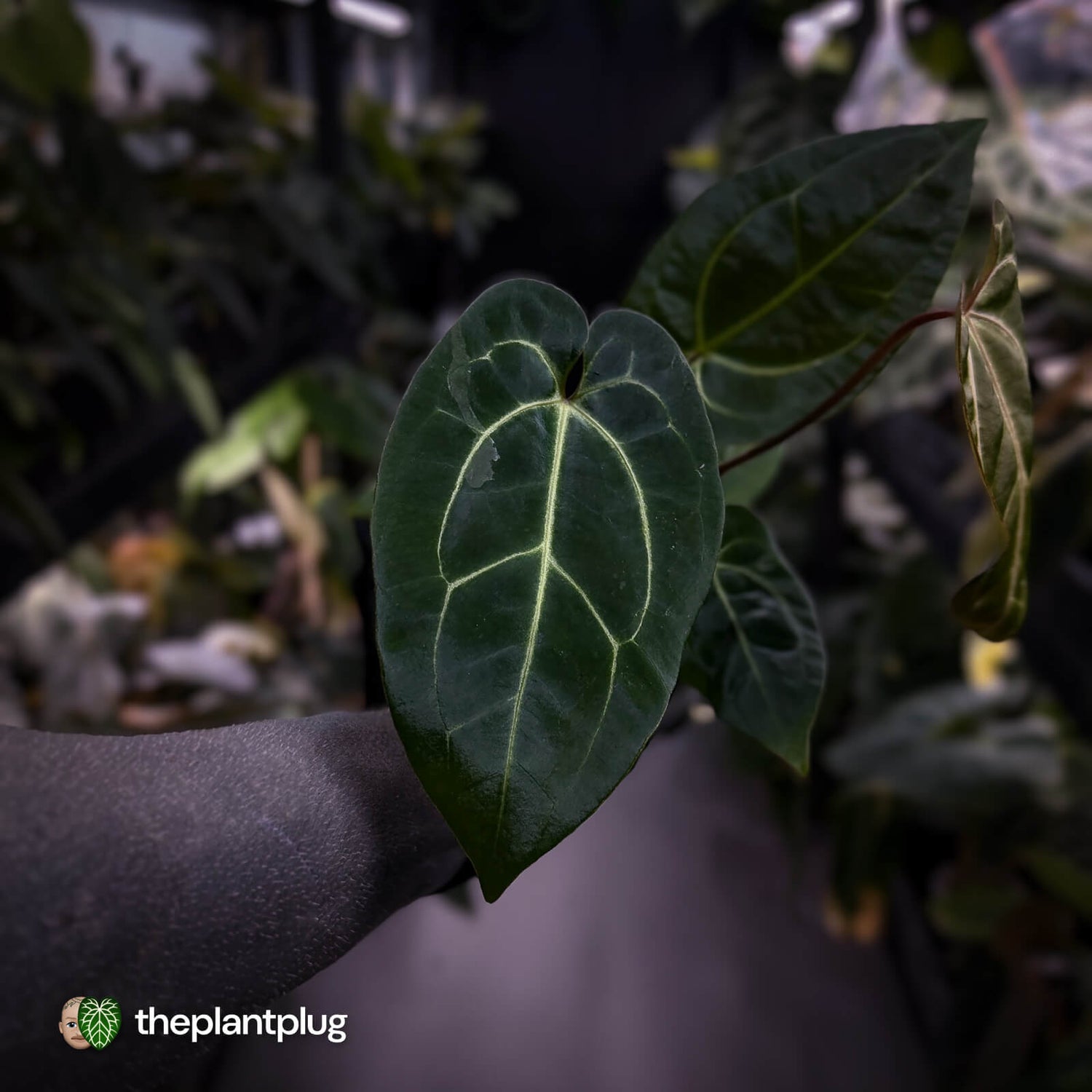 Anthurium (regale x 'SKG hybrid') x besseae aff